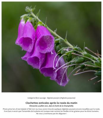 Clochettes estivales après la rosée du matin