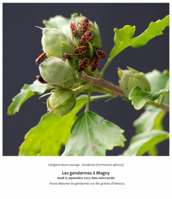 Les gendarmes à Magny 