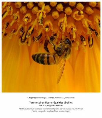 Tournesol en fleur : régal des abeilles