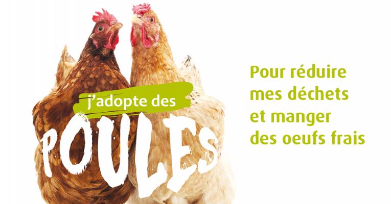 Poules pour réduire les déchets