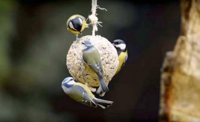 boule de graisse