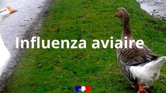 Influenza aviaire