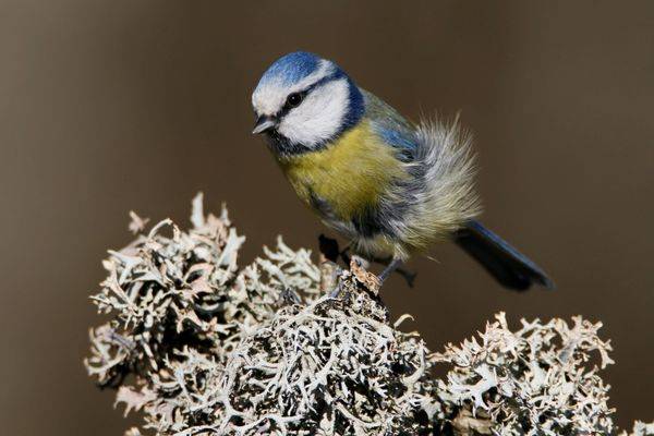 les oiseaux