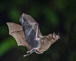 chauve-souris