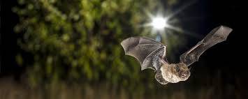 chauve-souris