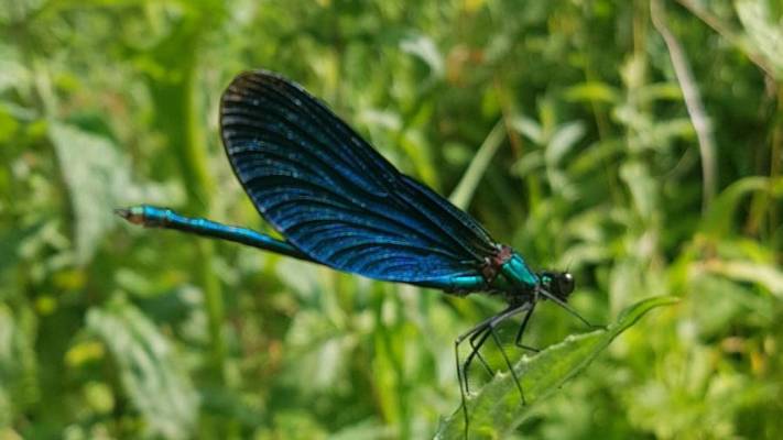 Demoiselle à l'honneur