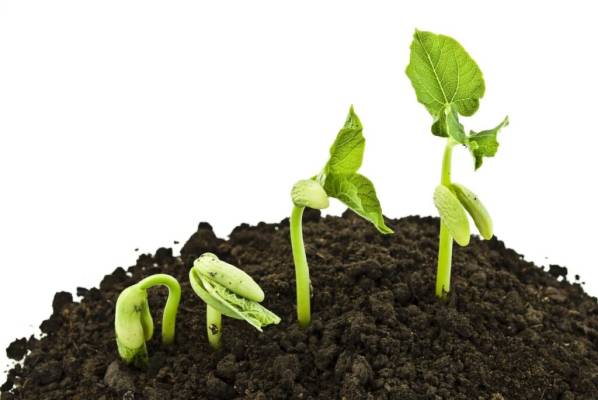 Le Comité Consultatif Environnement sème des idées… À vous de les faire pousser !