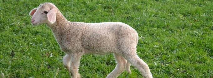mouton