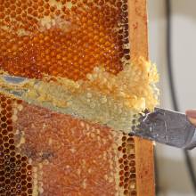 Septembre 2019 : récolte du miel de Port Royal 