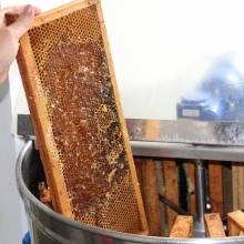 Septembre 2019 : récolte du miel de Port Royal 