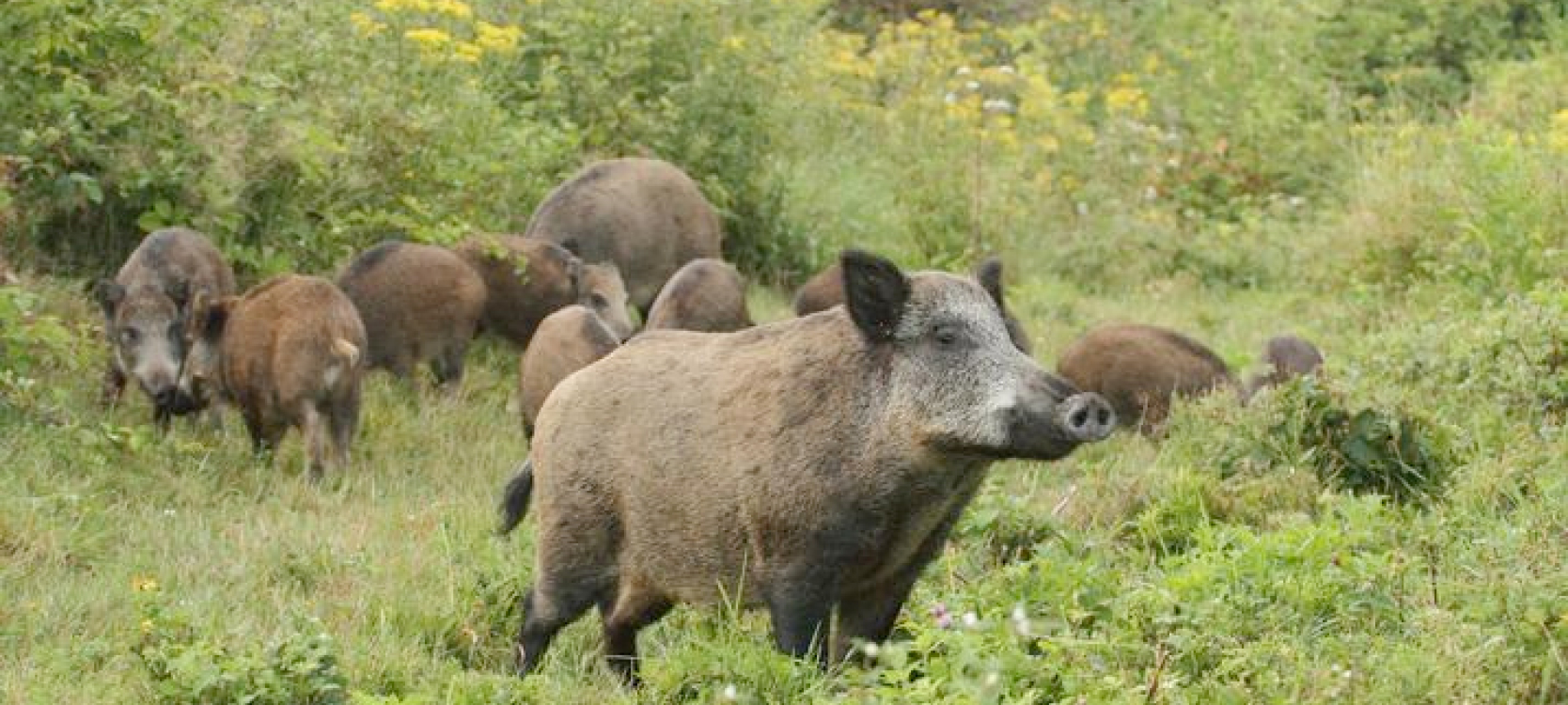 Jour de chasse en Forêt de Port-Royal - Photo ONF