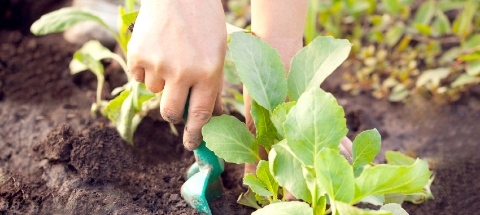 Jardin partagéé Bio