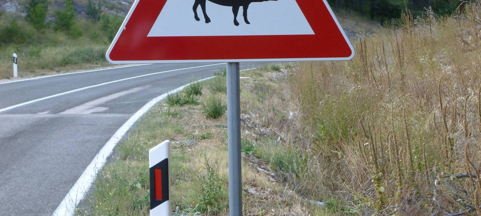 panneau sanglier