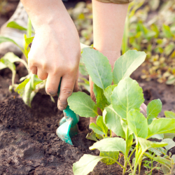 Jardin partagéé Bio