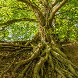 Elisez votre Arbre