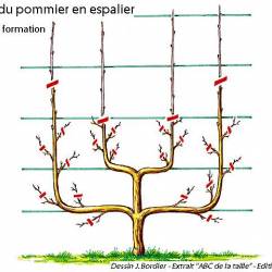 palissé