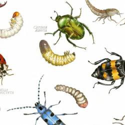 Planche insectes