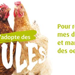 Poules pour réduire les déchets