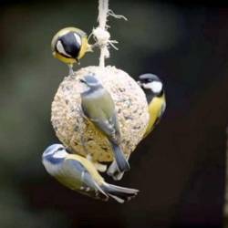 boule de graisse