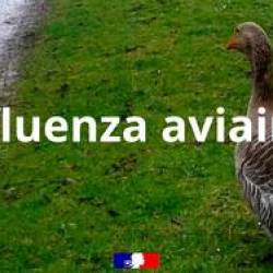 Influenza aviaire