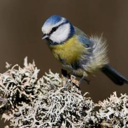 les oiseaux