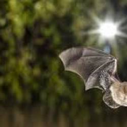 chauve-souris