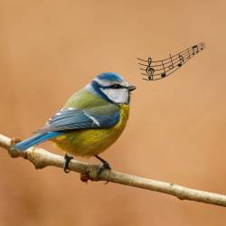 Mésange chant