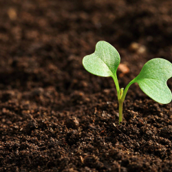 germination