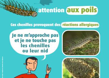 Chenilles urticantes en Île-de-France / Conseils sanitaires