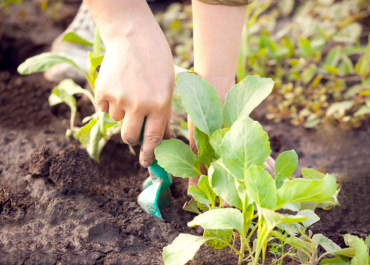 Jardin partagéé Bio