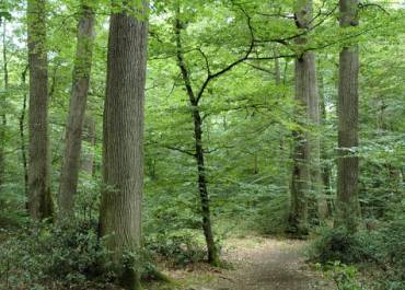 sentier