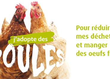 Poules pour réduire les déchets