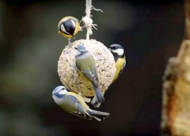 boule de graisse