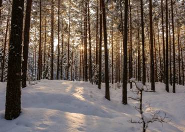 Foret en hiver