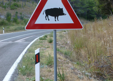 panneau sanglier