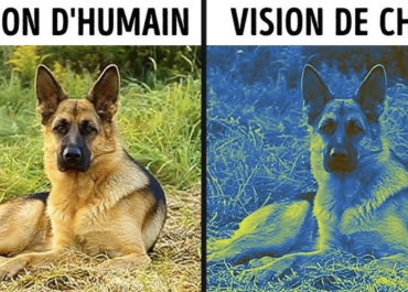 Comment les animaux voient le monde par leurs propres yeux ?